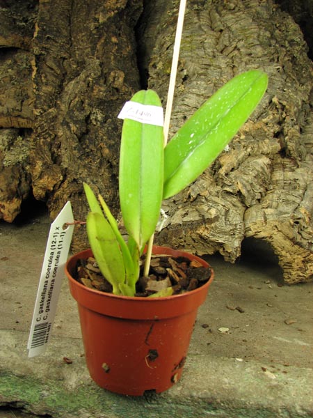 Cattleya gaskelliana coerulea (12-1) x Cattleya gaskelliana coerulea (11-1).jpg