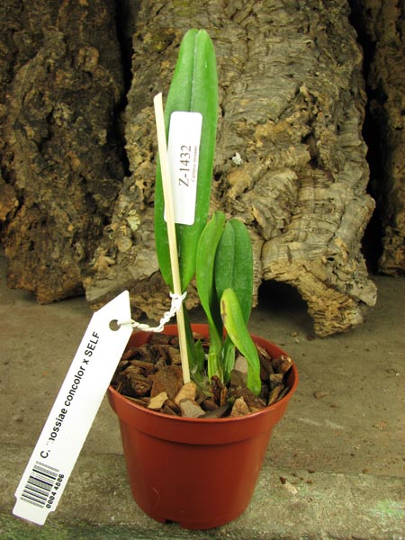 Cattleya mossiae concolor x SELF.jpg