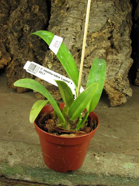 Cattleya maxima rubra 'Lojana' x SELF.jpg