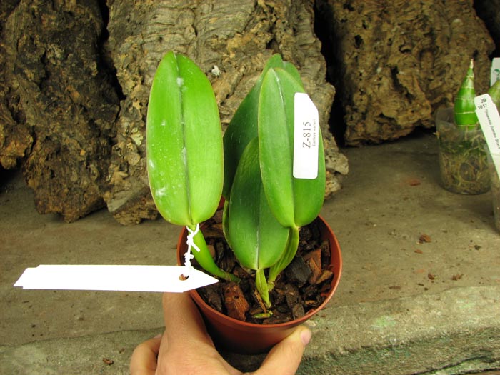 Cattleya warneri concolor x SELF.jpg