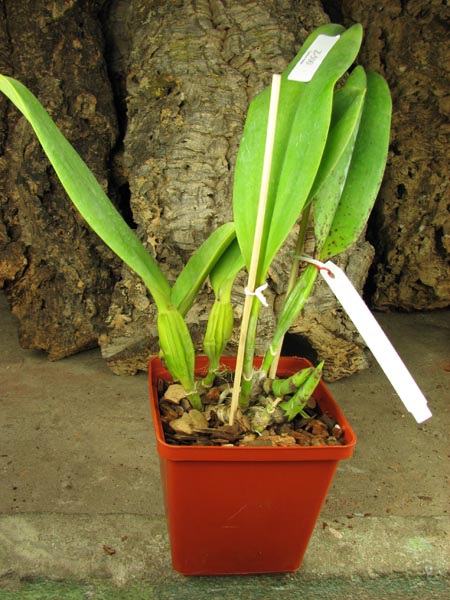 C trianae 'Da Vitoria' x C trianae concolor 'Rinaldi'.jpg