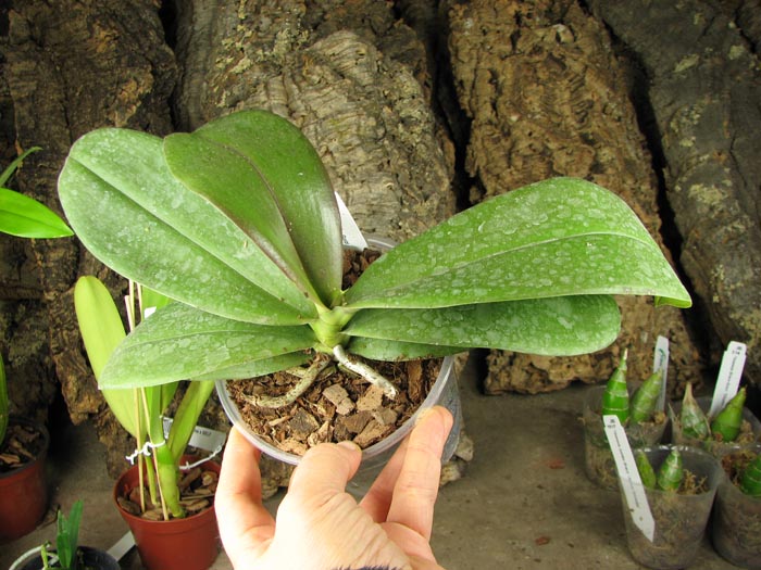 Phalaenopsis Brother Sara Gold.jpg