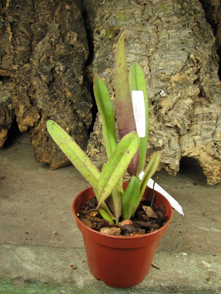 Laelia perrinii concolor 'HG' x SELF.jpg