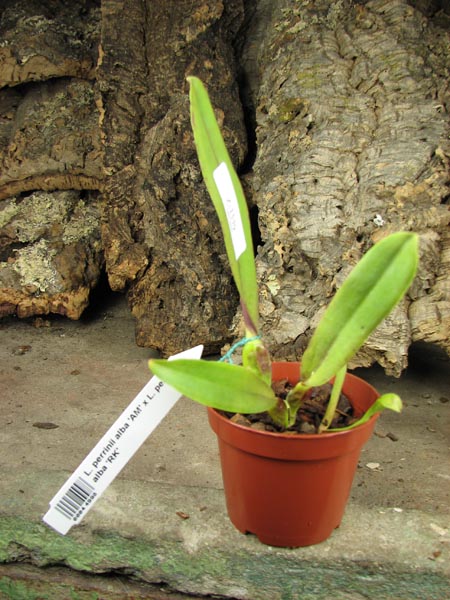 Laelia perrinii alba 'AM' x Laelia perrinii alba 'RK'.jpg