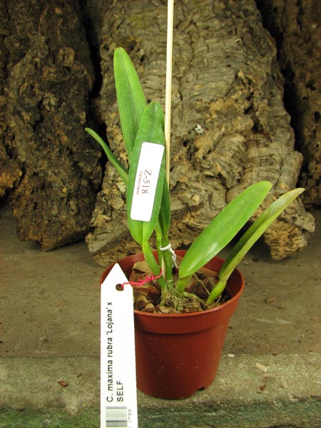 Cattleya maxima rubra 'Lojana' x SELF.jpg