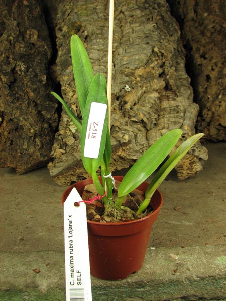Cattleya maxima rubra 'Peruana' x SELF.jpg