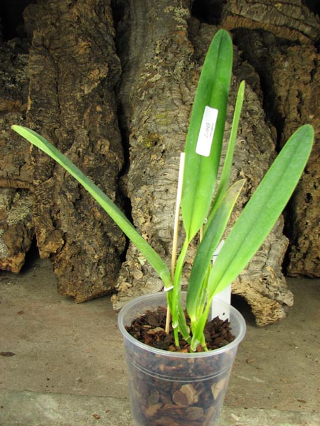 Laelia tenebrosa vinicolor x Laelia tenebrosa 'Richard'.jpg