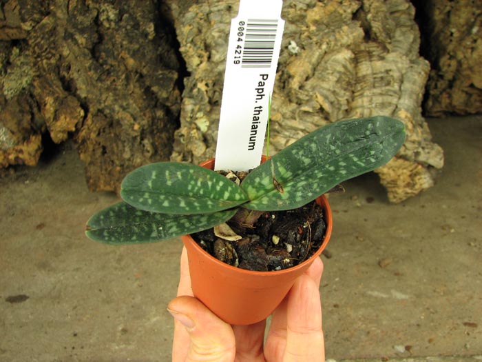 Paphiopedilum thaianum.jpg
