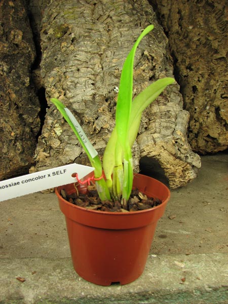 Cattleya mossiae concolor x SELF.jpg