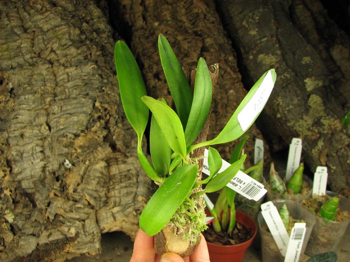Laelia alaori semi alba orlata (Z-606 x SELF).jpg