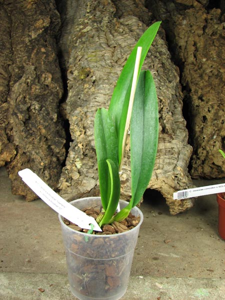 Cattleya schroderae 'Newberry' x '#2'.jpg