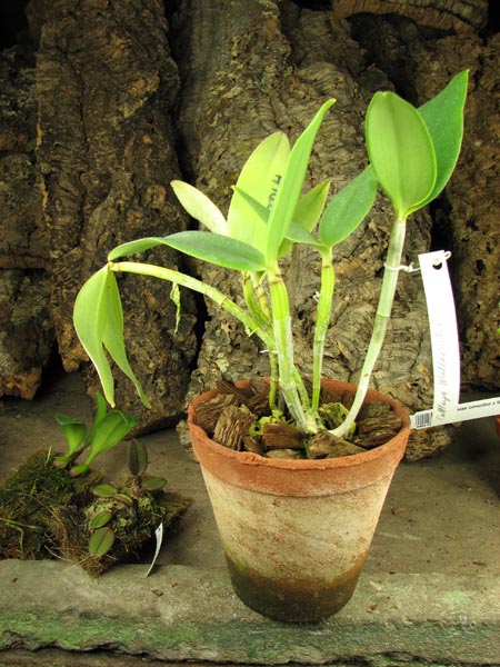 Cattleya Walkerinter.jpg