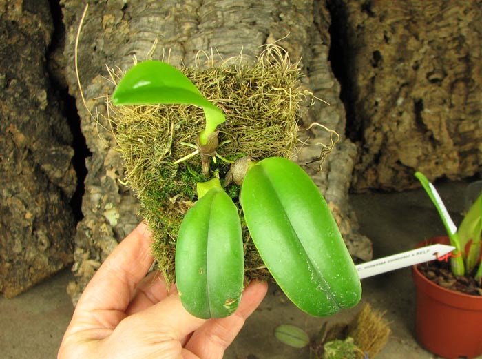 Bulbophyllum pardalotum.jpg