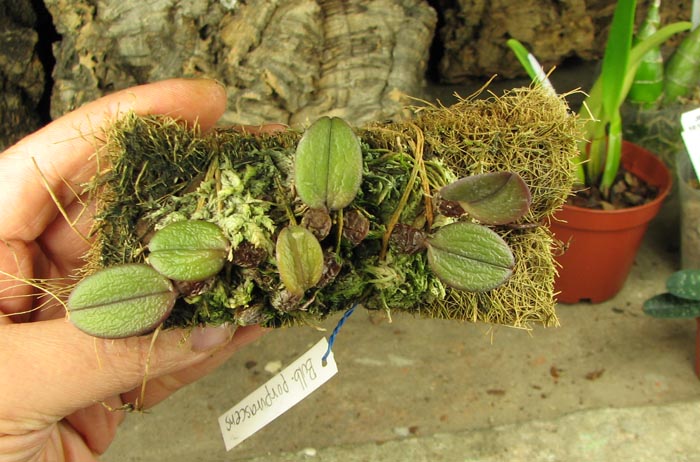 Bulbophyllum purpurascens.jpg