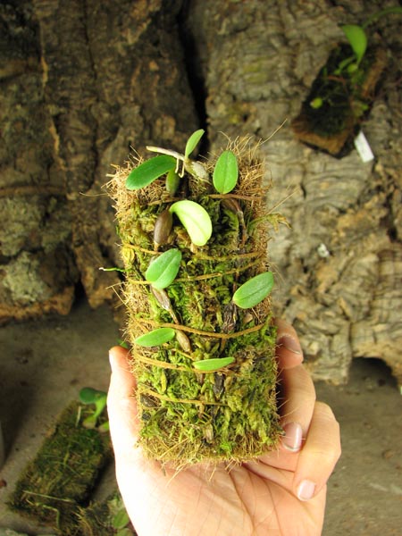 Bulbophyllum planibulbe.jpg