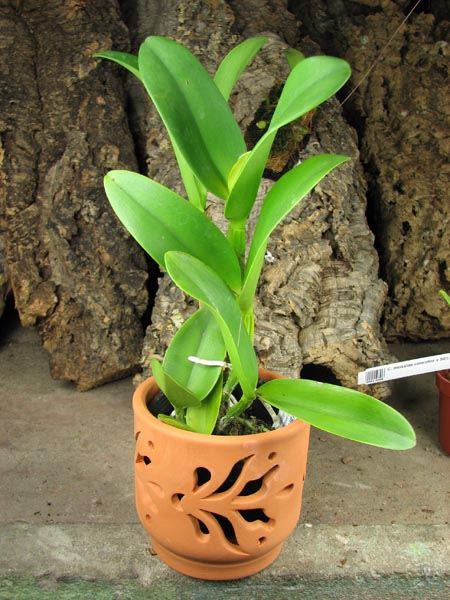 Potinara Burana Beauty 'Burana'.jpg