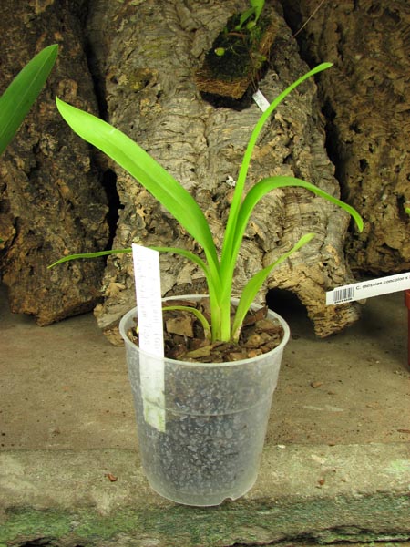 Odontoglossum Hans Koch x Odontocidium Tiger Crow 'Golden Gate'.jpg