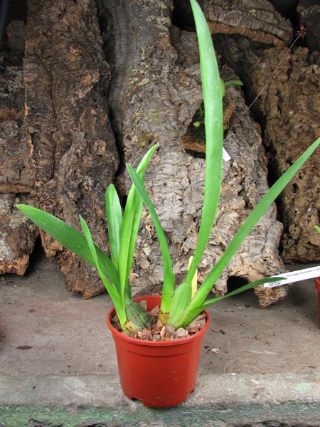 Colmanara Maui Howie 'Sunday Best'.jpg