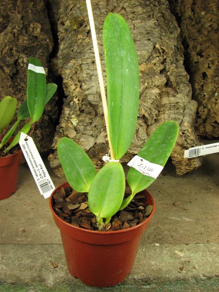 Cattleya labiata punctata x Cattleya labiata punctata (quase concolor) 'AWZ'.jpg