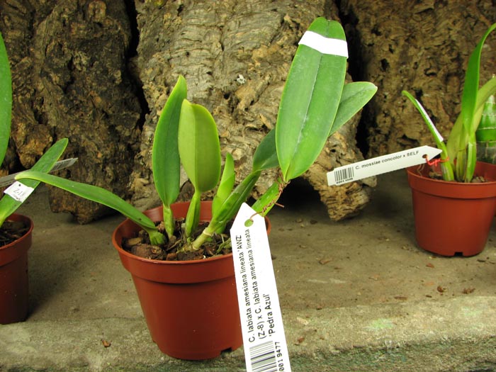 Cattleya labiata amesiana lineata 'AWZ' (Z-8) x Cattleya labiata amesiana lineata 'Pedra Azul'.JPG