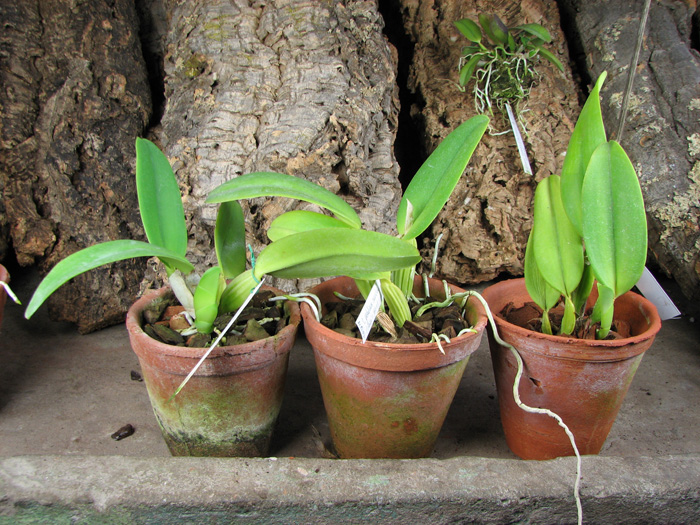 Cattleya gaskelliana coerulea ('Aida' x 'Alexis') x SELF.jpg