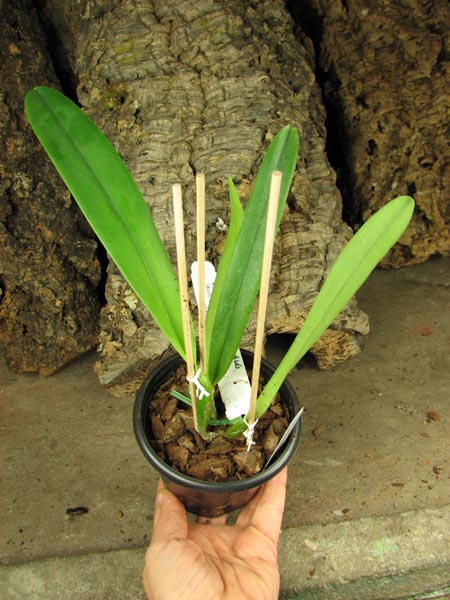 Cattleya mossiae sa 'Young's Variety' x Cattleya mossiae sa 'Blanca'.jpg