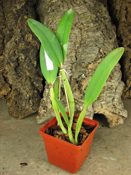Cattleya lueddemanniana alba 'OMG' x Cattleya lueddemanniana coerulea 'Siquesique'.jpg