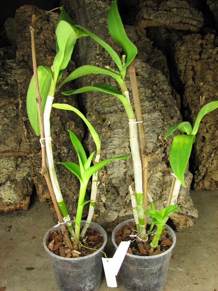 Dendrobium Nopporn Starbright.jpg