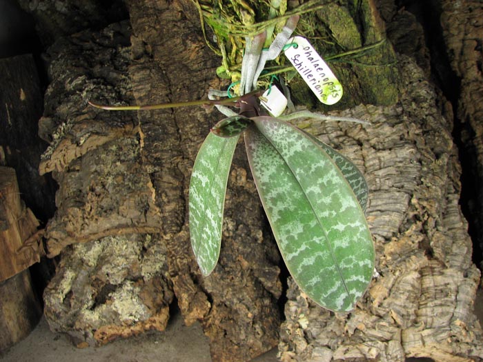 Phalaenopsis schilleriana.jpg