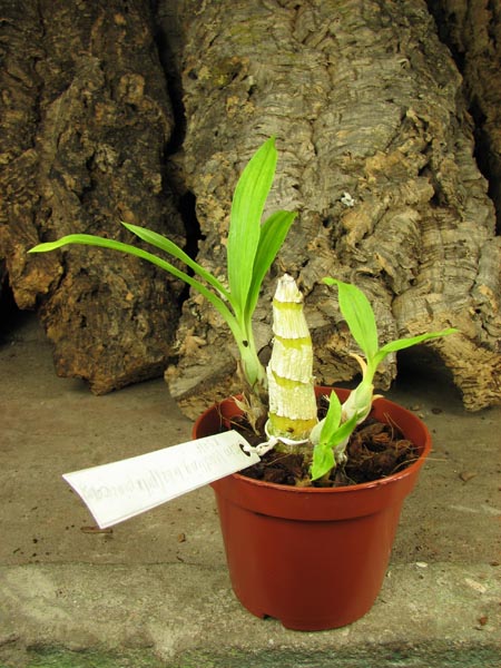 Catasetum Wedling.jpg