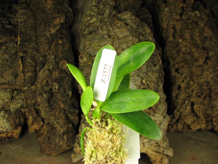 Laelia alaori semi alba orlata.jpg