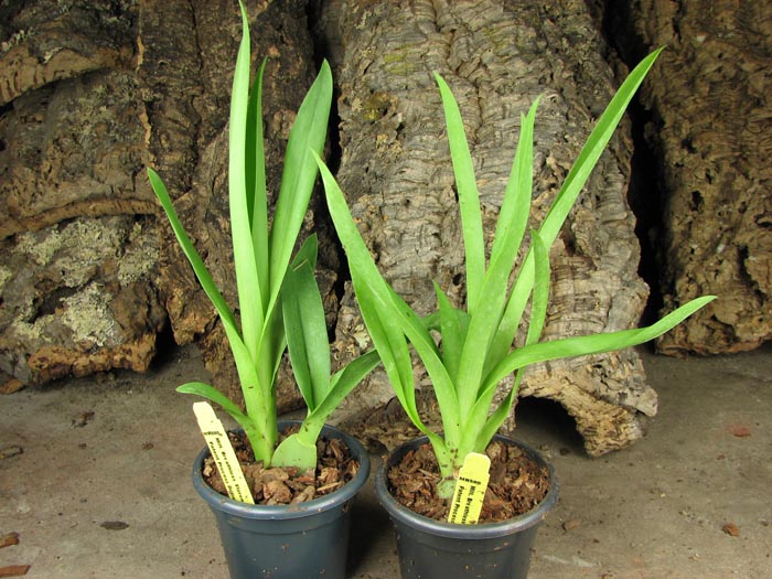 Miltoniopsis Breathless 'Florence'.jpg