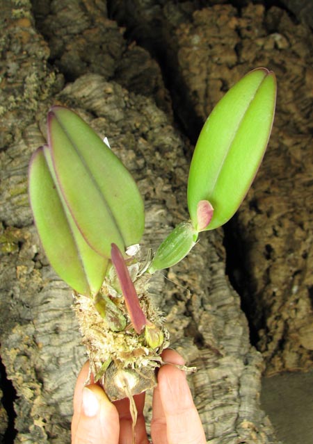 C luteola 'Eldorado' x SELF.jpg