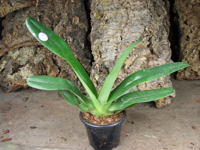Paphiopedilum philippinense.jpg
