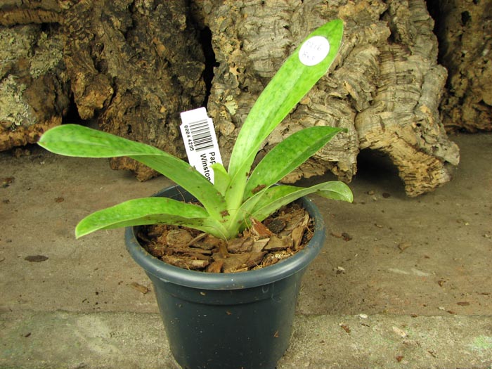 Paph Hung Sheng Star x Winston Churchill 'Indomitable'.jpg
