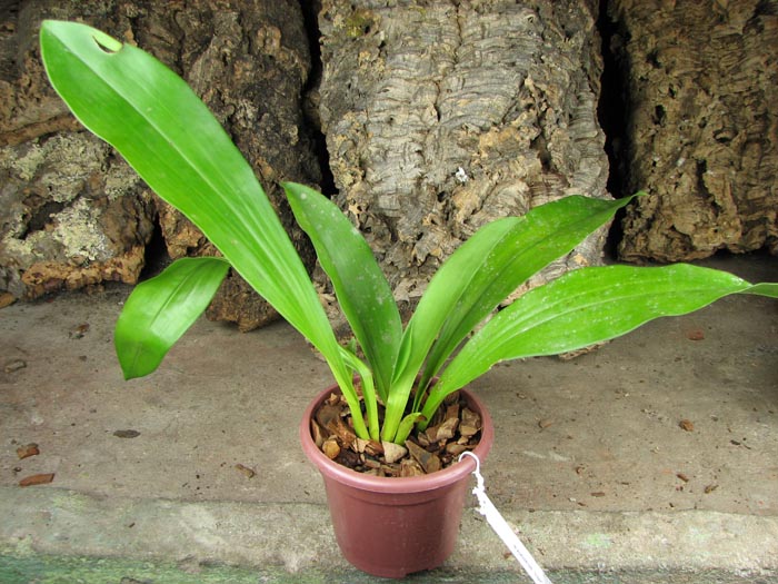 Cochleanthes amazonica.jpg