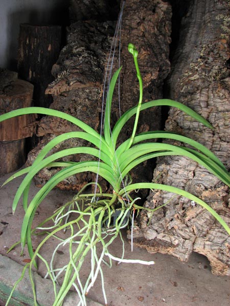 Vanda Chaiya x Vanda Sankamphaeng.jpg