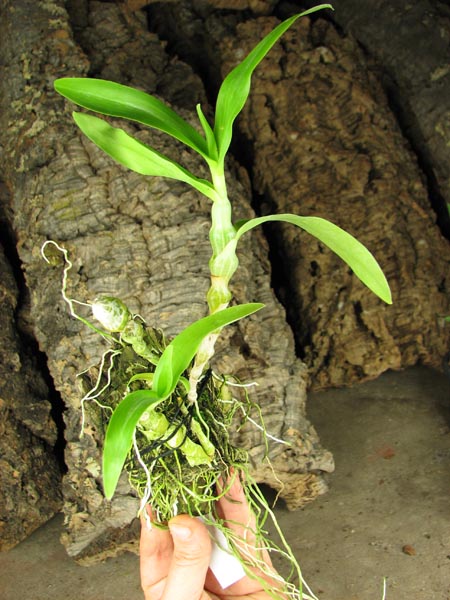 Dendrobium pendulum x self.jpg