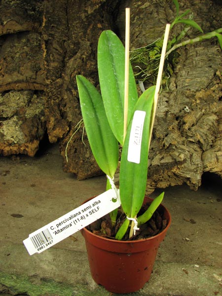 Cattleya percivaliana semi alba 'Altamira' (11-6) x SELF.jpg