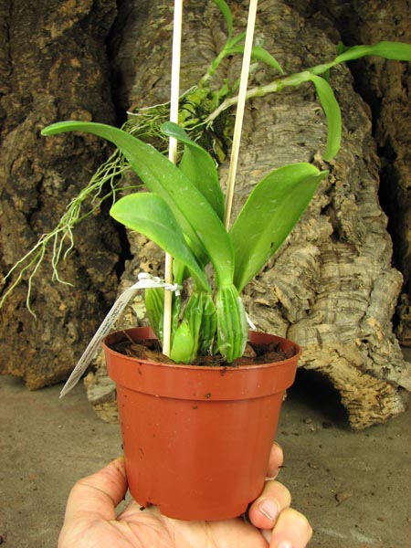 Cattleya percivaliana rosa 'Castro' (quase semi alba) x SELF.jpg