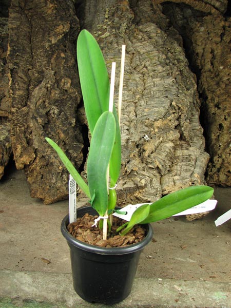 Cattleya dowiana 'Makuu' x self.jpg