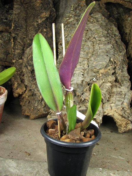 Cattleya rex var Ayacucho.jpg