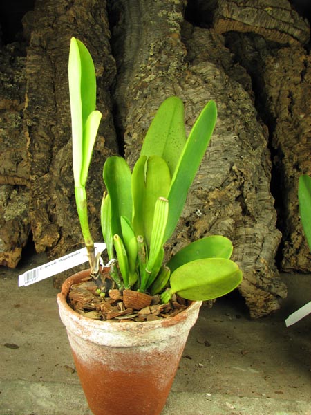 Cattleya rex var Moyobamba.jpg