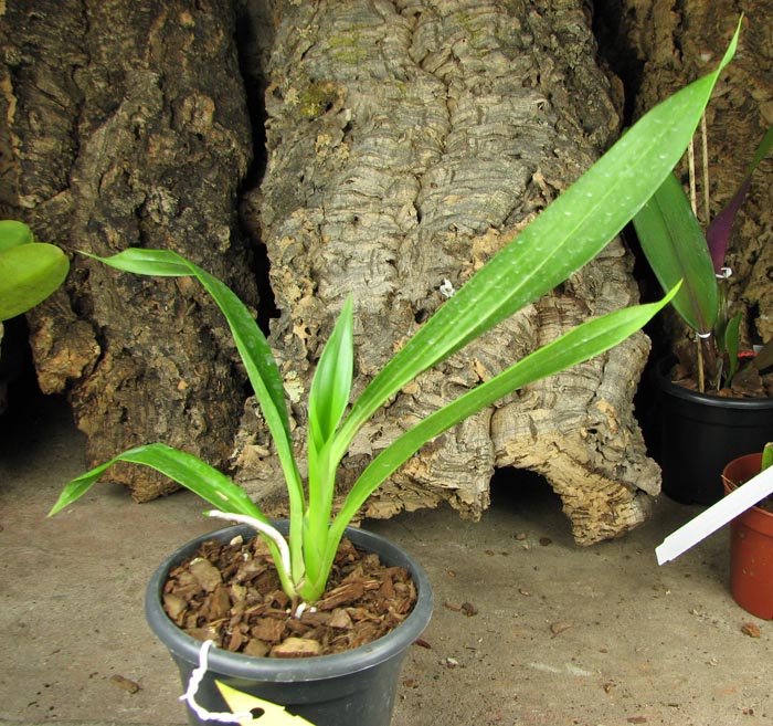 Bollopetalum Midnight Blue 'Cardinal's Roost'.jpg