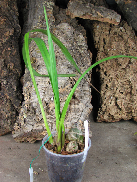 Cymbidium Red Beauty 'Evening Star'.jpg