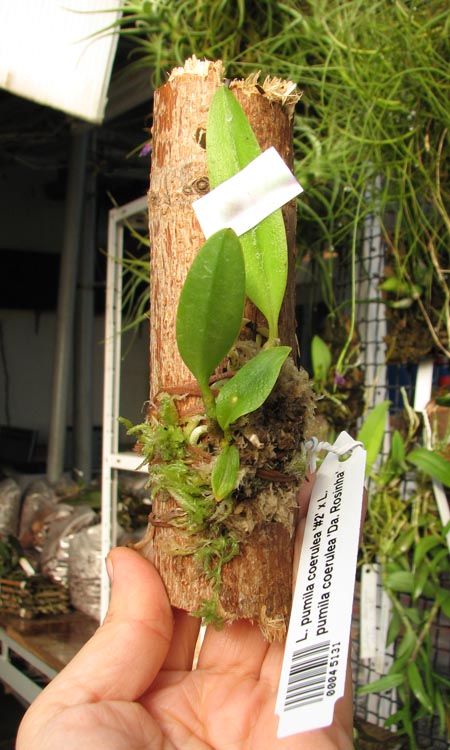 Laelia pumila coerulea '#2' x Laelia pumila coerulea 'Da Rosinha'.jpg