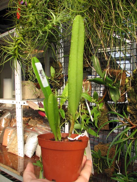 Laelia purpurata werkhauseri striata x SELF.jpg