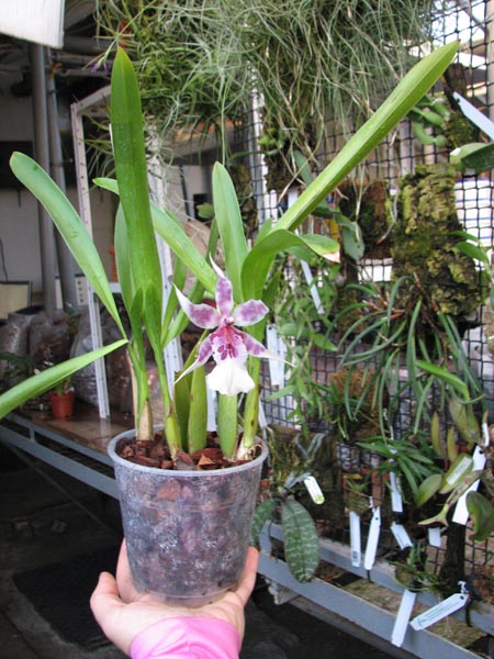 Beallara Peggy Ruth Carpenter 'Morning Joy'.jpg