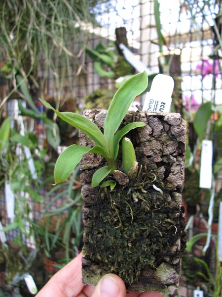 Paphinia herrerae.jpg