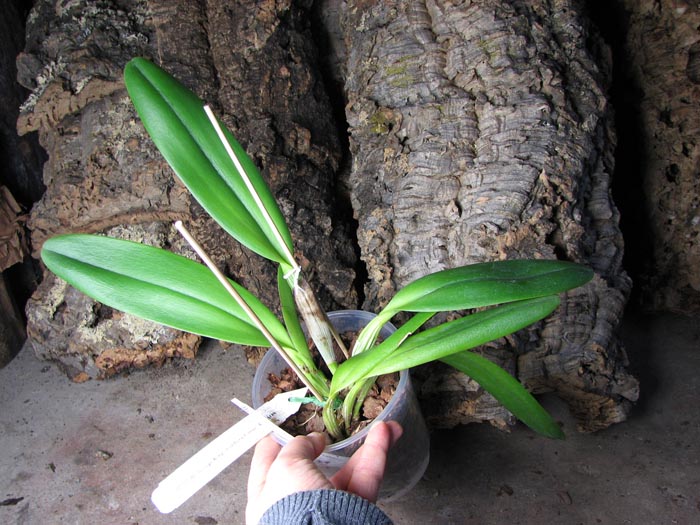 Brassolaeliocattleya George King 'Southern Cross'.jpg